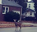Deer in Highland Park NJ 24 Feb 2018