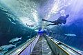 Diver in Sharks of Alcatraz Tunnel