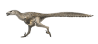 Dromaeosaurus Restoration