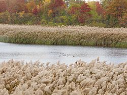 Ducks at the Ridgewood Reservoir