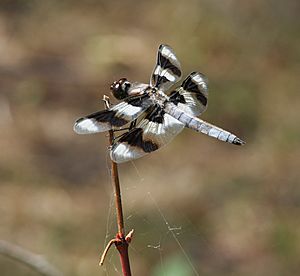 Eight-spotted Skimmer (Libellula forensis).jpg