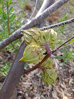 EucalyptusYoungiana PerthBG-20171218-3b