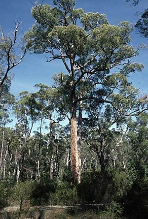 Eucalyptus brevistylis habit.jpg