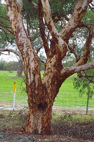 Eucalyptus lane-poolei.jpg
