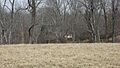 Fincastle estate