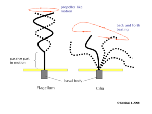 Flagellum-beating