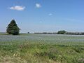 Flax field
