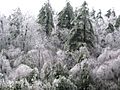 Frozen evergreens december 2008 ice storm