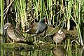 Gallinula galeata and Anas discors Santa Ana NWR