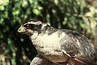 Goshawkmale66