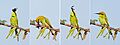 Green bee-eater (Merops orientalis) with blue pansy composite