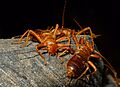 Hairy Earwigs (Arixenia esau) (15318613420)