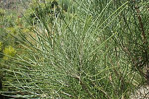 Hakea rhombales foliage