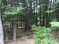 Hartwick Pines State Park