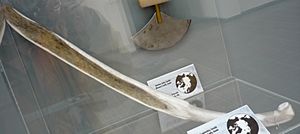 Inuit snow knife (forground) and woman's knife (background) - Arctic Museum