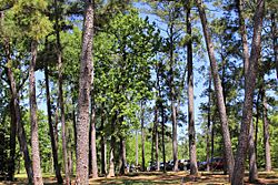 Lake Livingston State Park Pine Trees