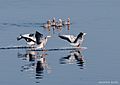 Landing of Bar-headed Goose at Nil Nirjan Lake at Hetampur, West Bengal, India