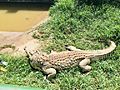 Largest and longest Crocodile in Entebbe