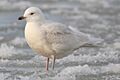 Larus-glaucoides-002
