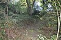 Longspring Wood 2