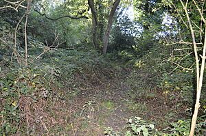 Longspring Wood 2