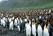 MacquarieIslandLusiBAY