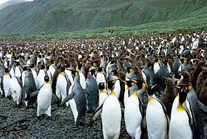 MacquarieIslandLusiBAY