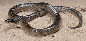 Mallee-black-backed-snake