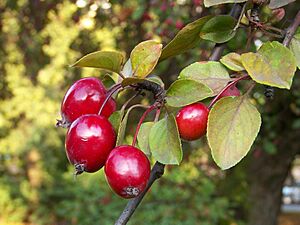 Malus Floribunda