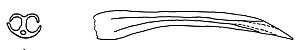 Marmorana serpentina dart