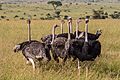 Masai Ostriches Benh