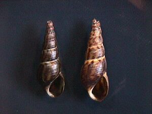 Melanoides tuberculata 010a