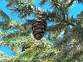 Mexican Douglas fir (Pseudotsuga lindleyana) branch