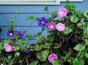 MorningGlories-Tonsofem