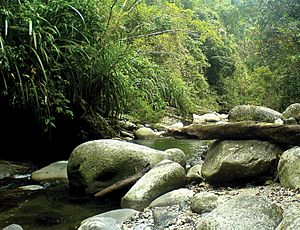 Mountain creek, Taranaban River tributary, Palawan