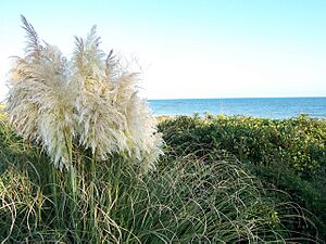NC AtlanticBeach seaoats