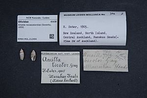 Naturalis Biodiversity Center - RMNH.MOL.212494 - Amalda novaezelandiae (Sowerby, 1859) - Olividae - Mollusc shell.jpeg
