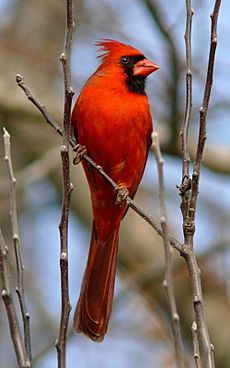 Northern Cardinal Male-27527-3