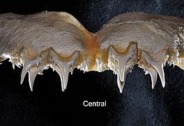 Odontaspis ferox central upper teeth