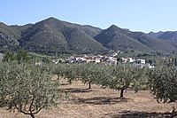Olive trees 1, Pinet, Valencia