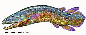 OnychodusDB15