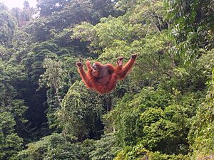 Orang-utan bukit lawang 2006