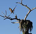 Osprey landing in the nest at Camp Echockotee