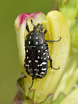 Oxythyrea funesta - Pedicularis sceptrum-carolinum - Keila.jpg