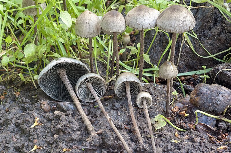 Panaeolus papilionaceus California
