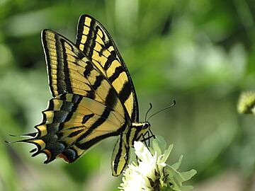 Papilio multicaudata-female nectaring