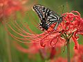 Papilio xuthus and HIGANBANA Lycoris radiata