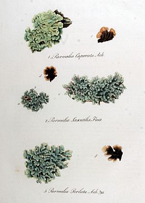 Parmelia caperata — Flora Batava — Volume v10.jpg