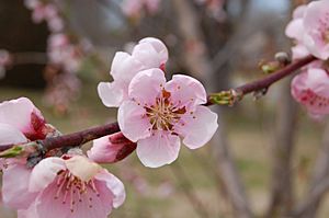 Peach blossom 2013