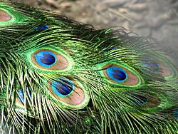 Peacock feathers closeup